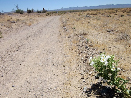 The bumpy Nipton-Desert Road is starting to give me a headache, so I'm happy to take a break by this prickly poppy