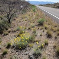Also along the Highway 164 roadside are what I think are desert marigolds