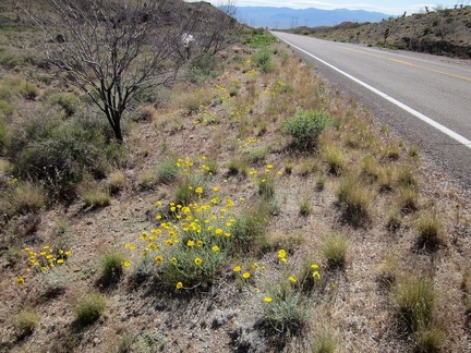 Also along the Highway 164 roadside are what I think are desert marigolds