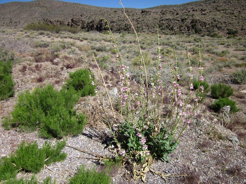 1541-penstemon.jpg