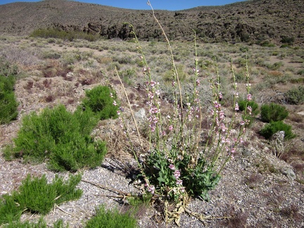 Palmer's penstemons are always nice to run across