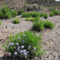 A Gooding's verbena blooms near a Palmer's penstemon along Highway 164