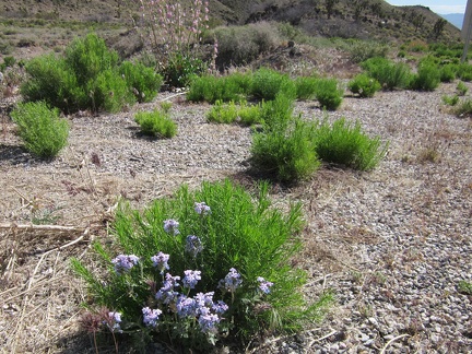 A Gooding's verbena blooms near a Palmer's penstemon along Highway 164