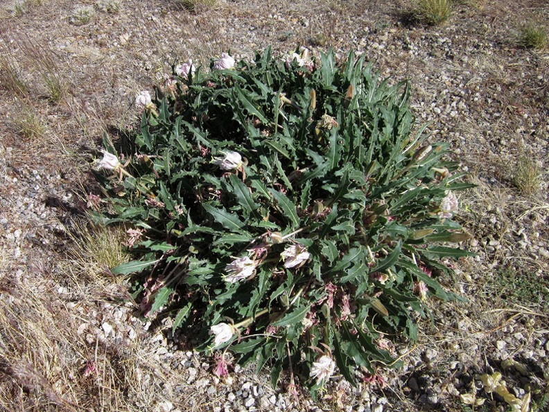 A desert primrose is blooming here along Highway 164