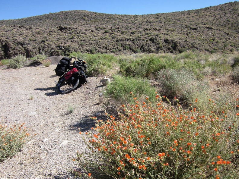 I start seeing a few wildflower blooms along Highway 164, so I pull over to walk around for a closer look