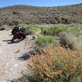 I start seeing a few wildflower blooms along Highway 164, so I pull over to walk around for a closer look