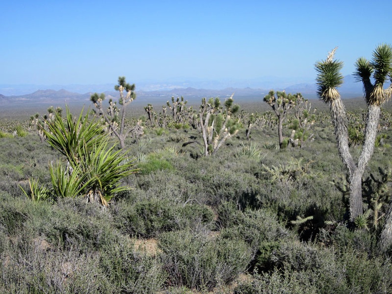 I stop again to take in the views eastward across Nevada's scenic Wee Thump Joshua Tree Wilderness