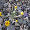  I haven't seen a lot of wildflowers in this area today, but here are a couple in the road to Pine Spring