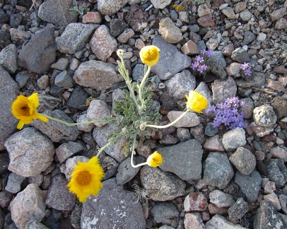  I haven't seen a lot of wildflowers in this area today, but here are a couple in the road to Pine Spring