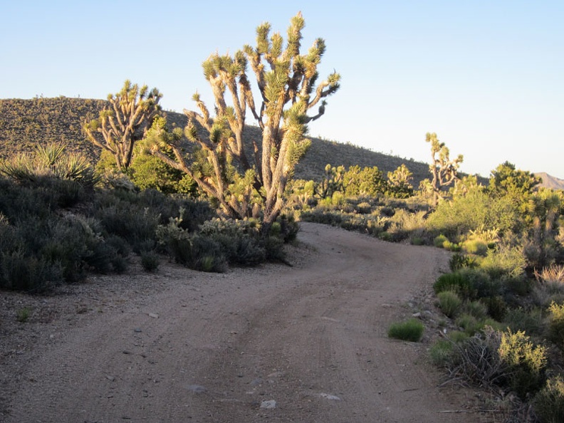 Joshua trees poke up above the shade line to collect the sunset light along Pine Spring Road, McCullough Mountains