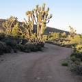 Joshua trees poke up above the shade line to collect the sunset light along Pine Spring Road, McCullough Mountains