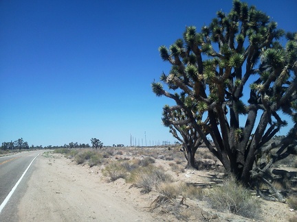Oh, there's Cima just up ahead past that Joshua tree