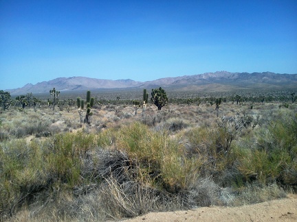 As I ride down Morning Star Mine Road away from Cima, I take in the views of the New York Mountains