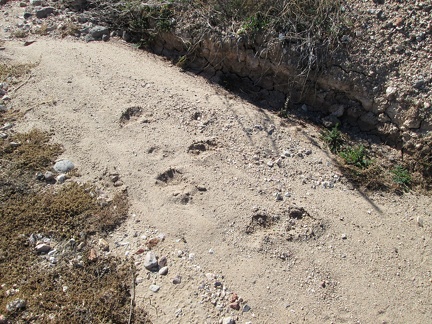 I notice some fresh footprints in the wash while I'm out walking around on my morning toilet run