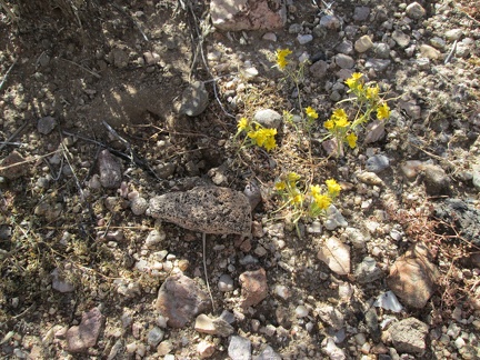 There are very few flowers blooming at this time of year out here, but I spot a patch of these tiny yellow guys near my tent