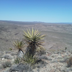 Day 9: Tortoise Shell Mountain and Woods Wash day hike, Mojave National Preserve