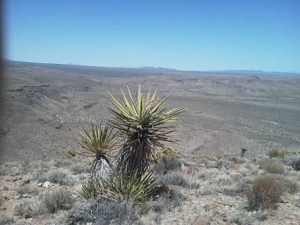 I also enjoy views across the Lanfair Valley while sitting up on Tortoise Shell Mountain