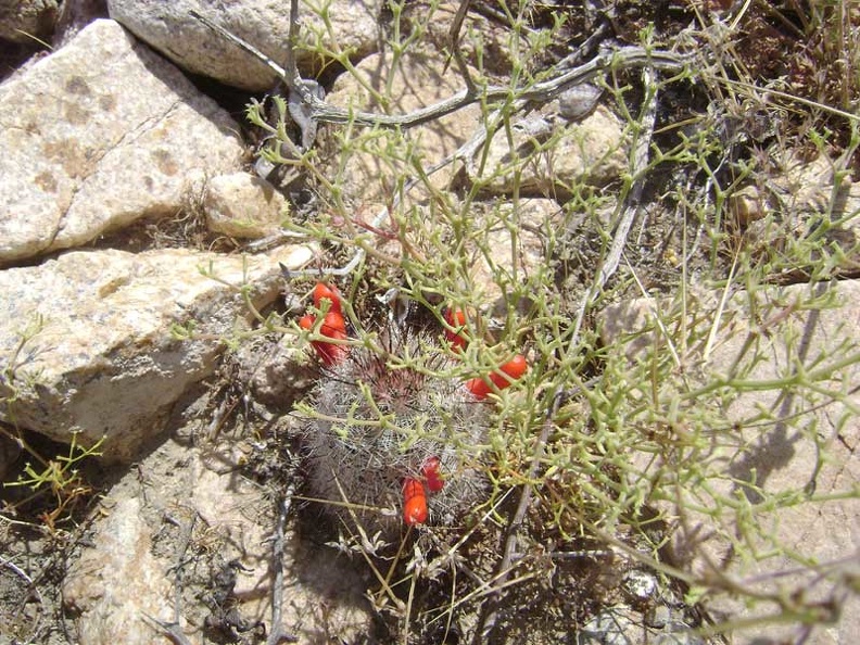 Red cactus flower buds near my tent