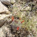 Red cactus flower buds near my tent