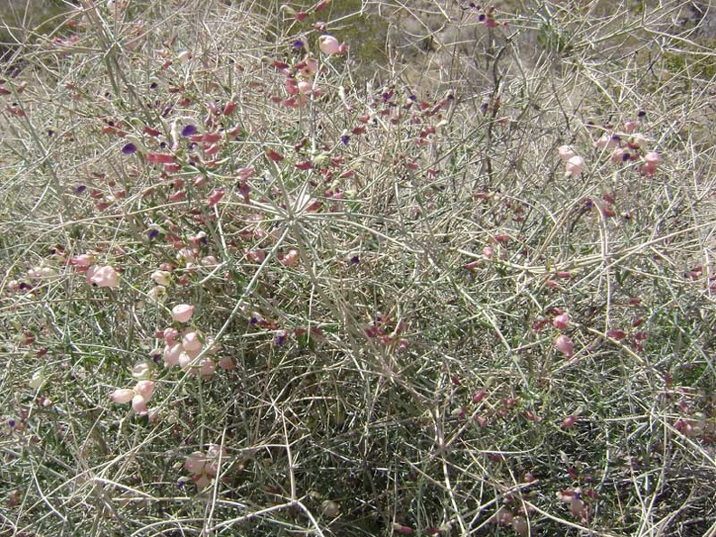 Paper-bag bush (aka salazaria mexicana, bladder sage) growing near my tent