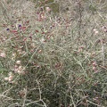 Paper-bag bush (aka salazaria mexicana, bladder sage) growing near my tent