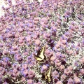 A pair of butterflies are having a great time in these sage blossoms