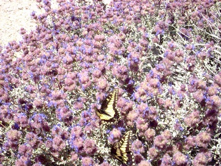 A pair of butterflies are having a great time in these sage blossoms