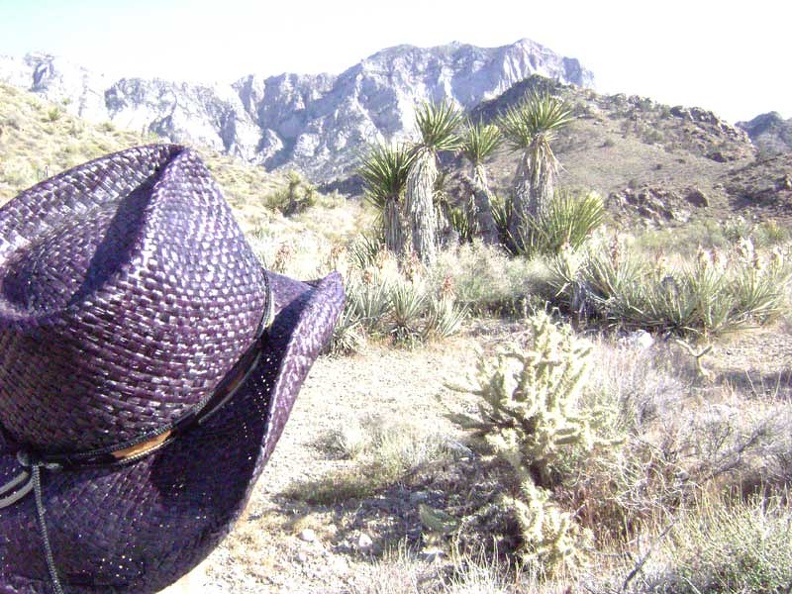 Down at the bottom of the hill live many happy yuccas, some blooming, and spiky cholla cacti