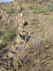 These blue flowers are abundant wherever rock support walls exist along the old roadbed