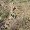 These blue flowers are abundant wherever rock support walls exist along the old roadbed