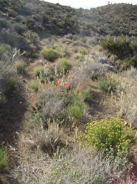 Reddish-pinkish-orange Indian paintbrush decorates the old roadbed here and there