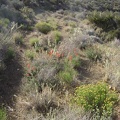 Reddish-pinkish-orange Indian paintbrush decorates the old roadbed here and there