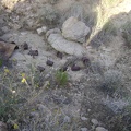 Can dump at the mine site at the end of the middle fork of Globe Mine Road