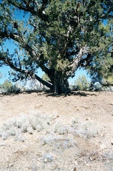 Huge old juniper tree near my campsite at Mid Hills Campground, Mojave National Preserve