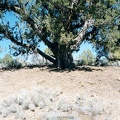 Huge old juniper tree near my campsite at Mid Hills Campground, Mojave National Preserve