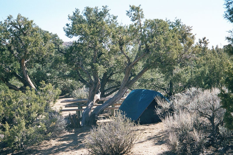 These mountain-desert trees don't provide as much shade as you might get from big trees in a moister climate