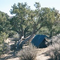 These mountain-desert trees don't provide as much shade as you might get from big trees in a moister climate