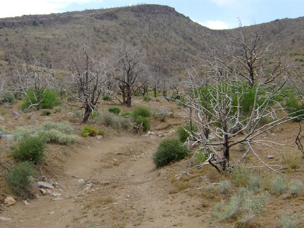 The fearful motorists were correct; Bluejay Mine Road does worsen, as most dead-end desert tracks do