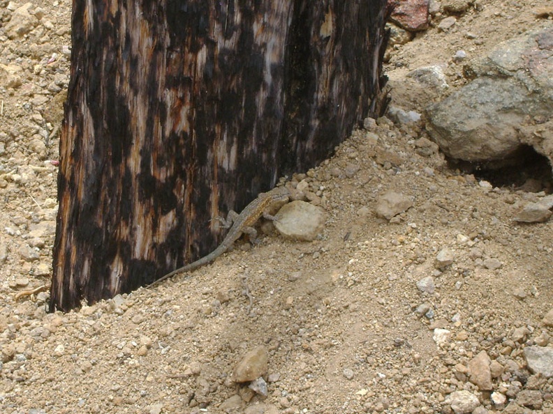 A lizard scurries along a burned timber outside the entrance to the Bluejay Mine, Mojave National Preserve