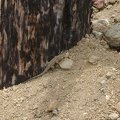 A lizard scurries along a burned timber outside the entrance to the Bluejay Mine, Mojave National Preserve