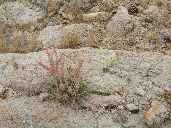 Desert dudleya growing in rock on the way down toward Beecher Canyon, Mojave National Preserve