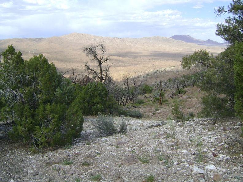 A few of the old junipers below Wild Horse Mesa appear to have escaped the ravages of the 2005 fires