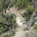 I hike down a drainage below Wild Horse Mesa amongst some old unburned junipers