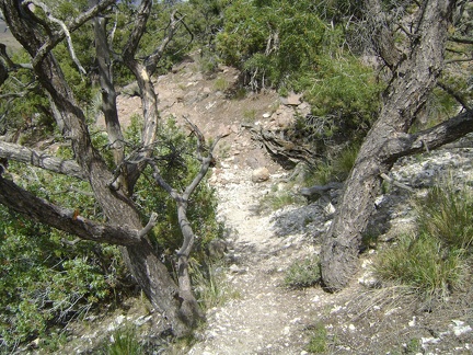 I hike down a drainage below Wild Horse Mesa amongst some old unburned junipers