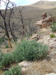 Manzanita regrowth in the burned area below Wild Horse Mesa, Mojave National Preserve