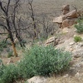 Manzanita regrowth in the burned area below Wild Horse Mesa, Mojave National Preserve