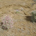 Paper-bag bush and verbenas are blooming in the heavily burned area near Bluejay Mine, Mojave National Preserve