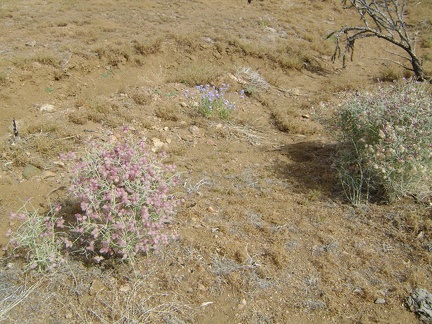 Paper-bag bush and verbenas are blooming in the heavily burned area near Bluejay Mine, Mojave National Preserve