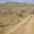 Bluejay Mine Road, Mojave National Preserve