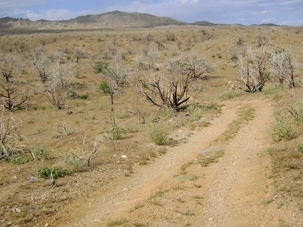 Bluejay Mine Road, Mojave National Preserve
